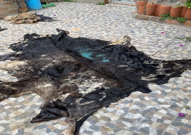 LATIDOS ANCESTRALES QUE IMPRIMEN FUERZA Y MAGIA TELÚRICA q1