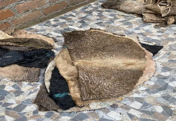 LATIDOS ANCESTRALES QUE IMPRIMEN FUERZA Y MAGIA TELÚRICA q2